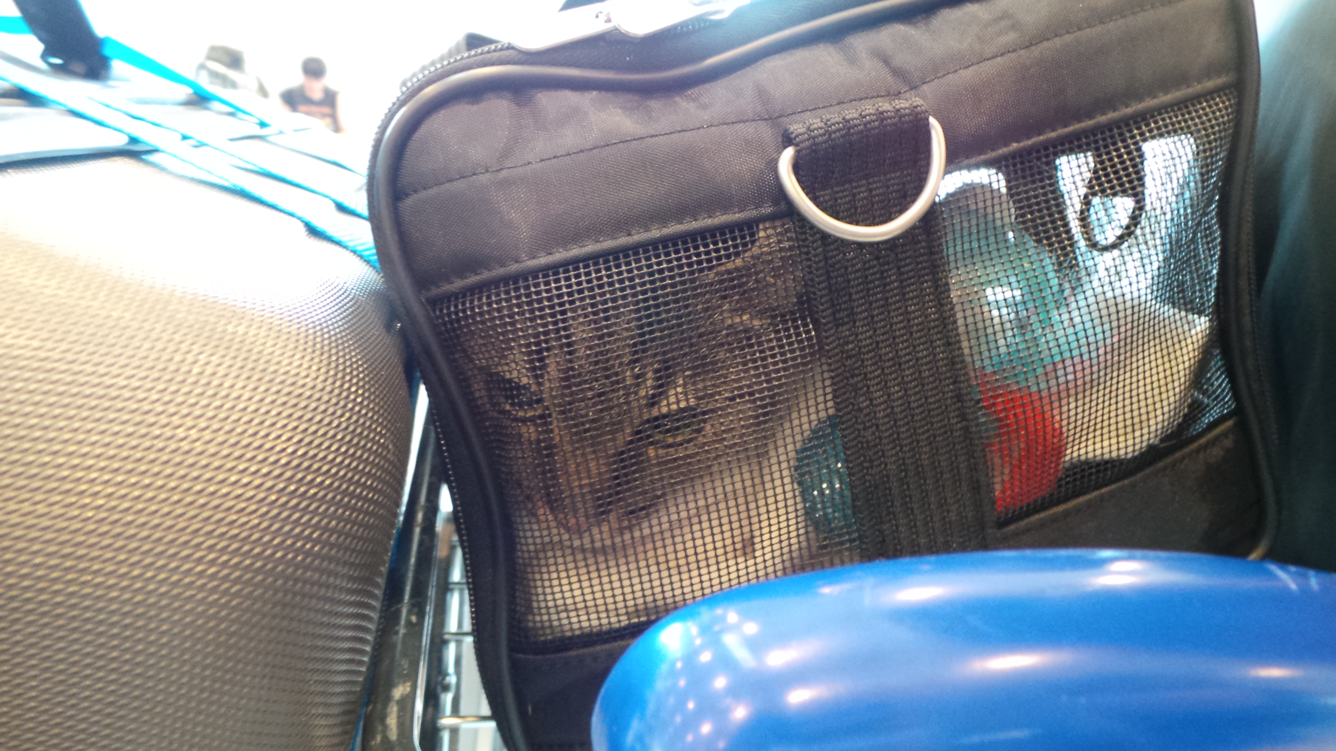 Chi in her carrier. She is not happy
